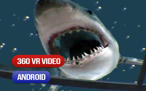 Shark Attack